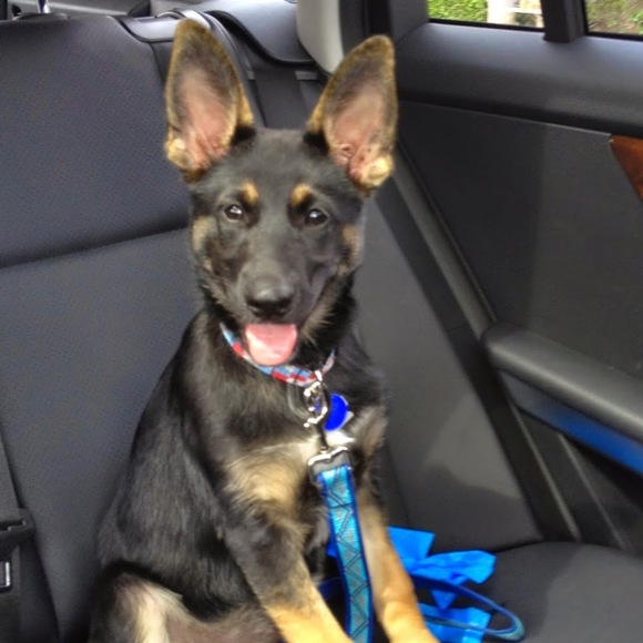 Meet your Posher, Erica - Picture 1 of 1